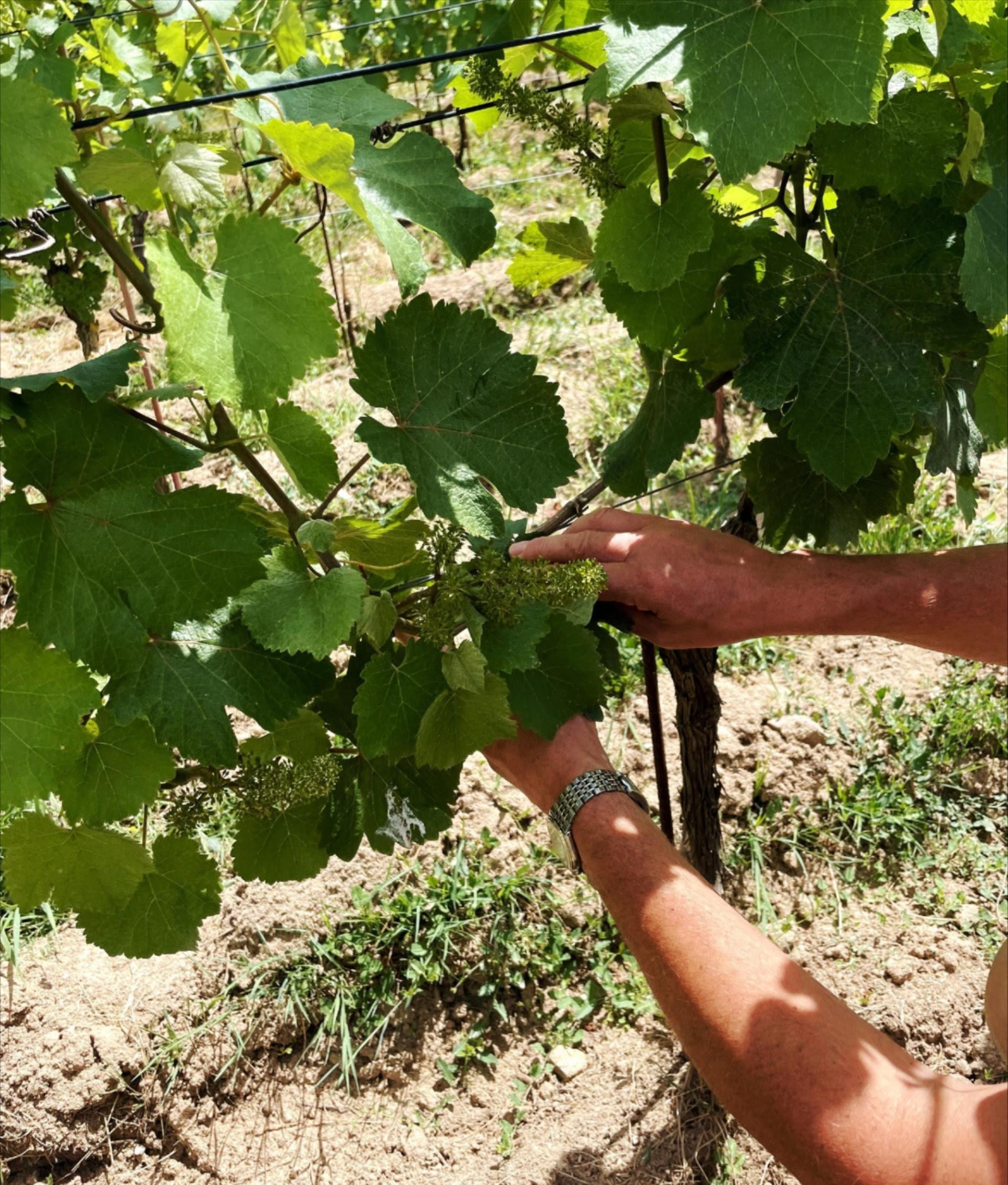 Domaine Laureau Flowering Vines