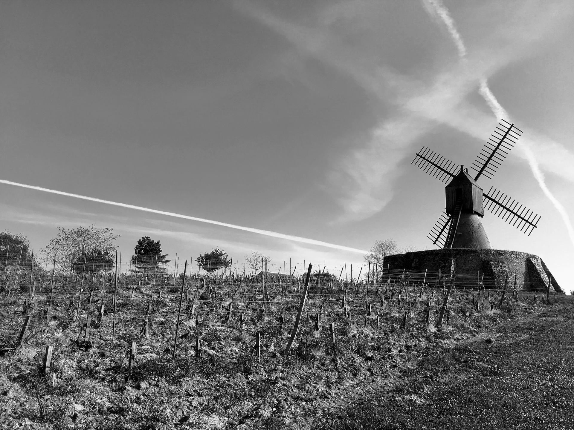 Domaine Laureau Vineyards